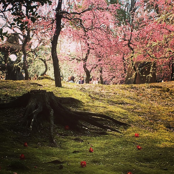 【庭旅】京都　梅をめぐる春の旅　The garden travel in Kyoto 2