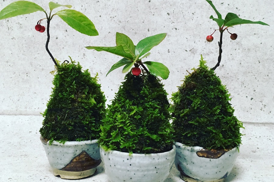 【苔にわ】苔ツリー / Moss Christmas Tree