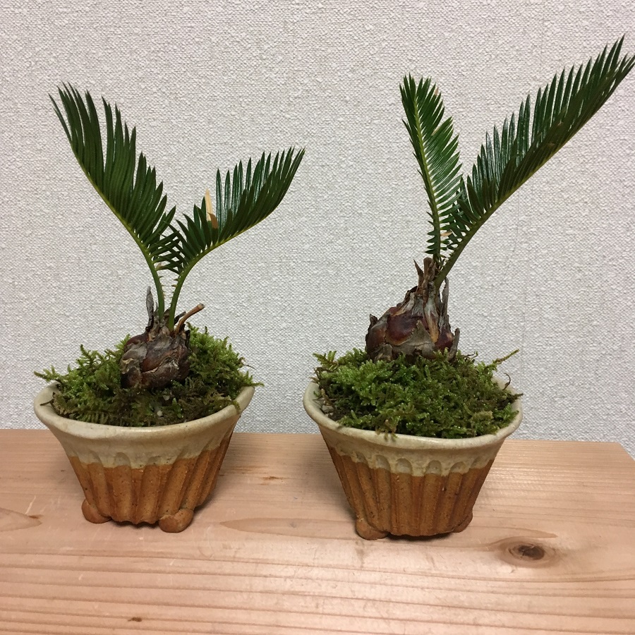 【盆栽】ソテツ / Japanese sago palm
