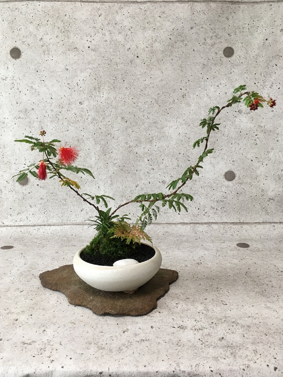 【盆栽/BONSAI】ヒネム / Calliandra eriophlla