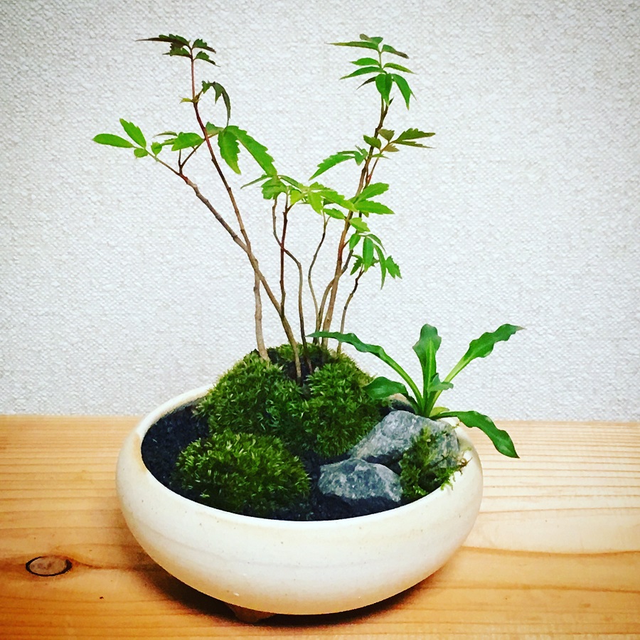 【盆栽】ハゼの苔山　/ Japanese wax tree
